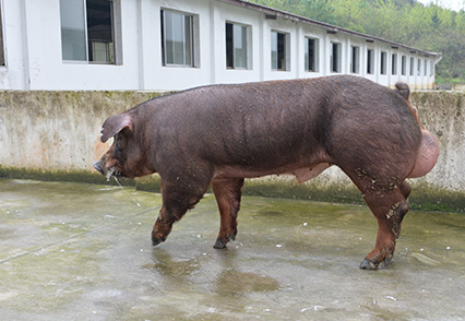 加(jia)係(xi)杜洛克