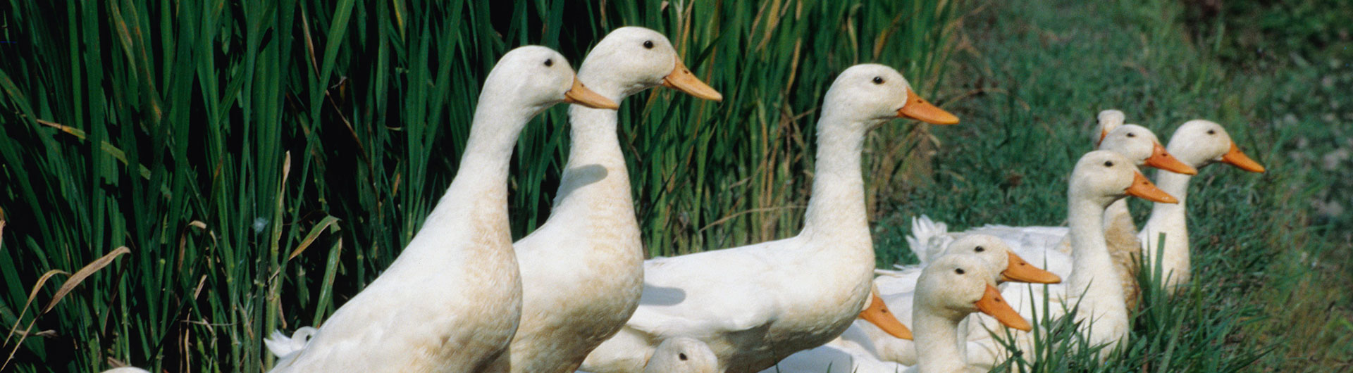 鴨産(chan)業鏈 Duck