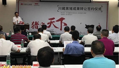【四川新(xin)聞網】歷(li)時14年(nian)培育 &ldquo;川藏黑豬&rdquo;成(cheng)果轉讓簽約