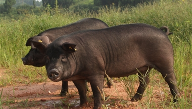 【農民(mín)日(ri)報】川藏黑豬”成(cheng)果轉讓簽約儀式(shi)在(zai)蓉舉行